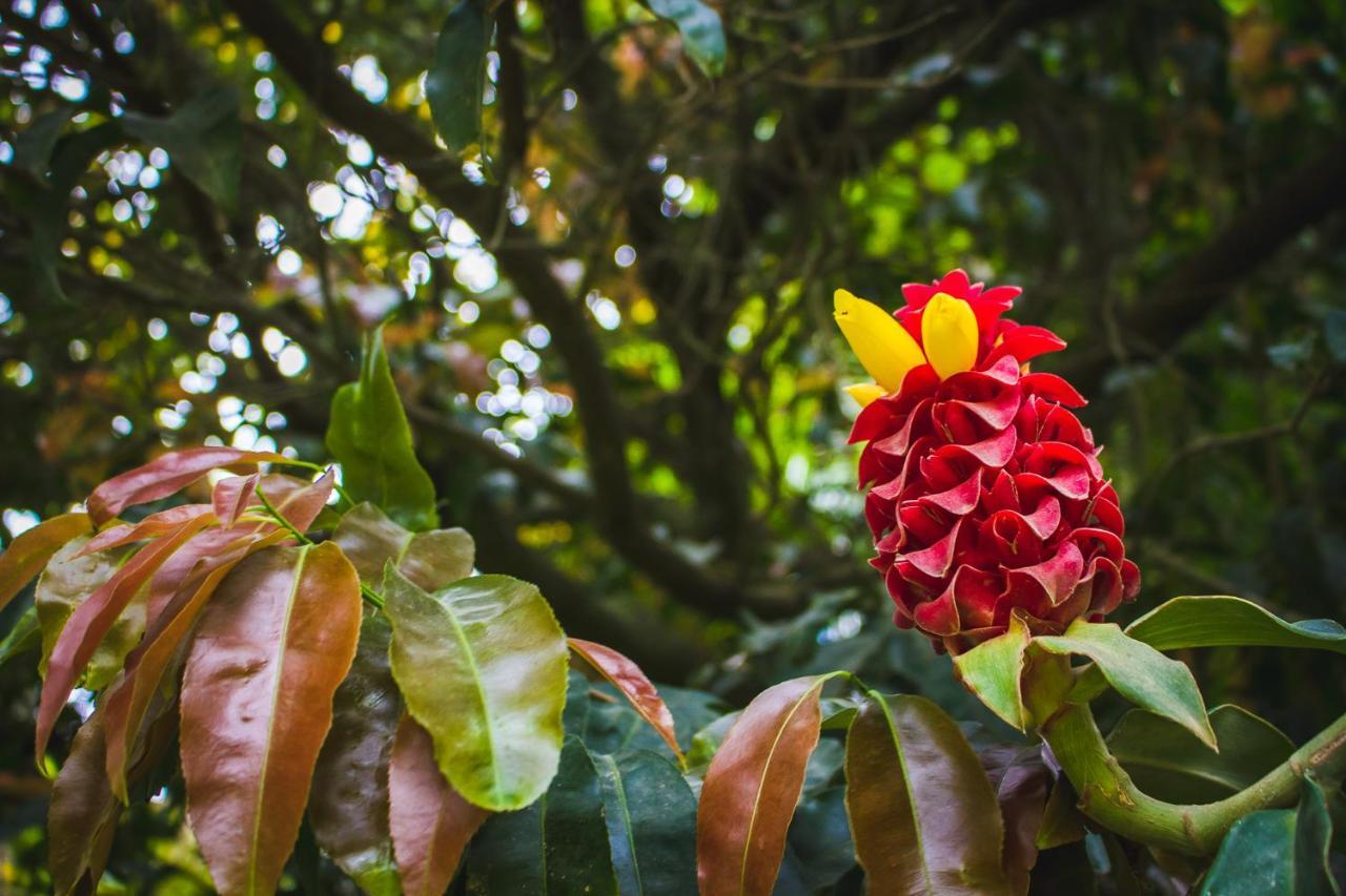 Pousada Além do Jardim Praia do Rosa Esterno foto